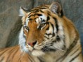 /album/fotogaleria/animales-en-su-habitat-natural-5-jpg/